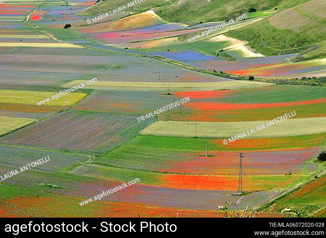 Flowering of the lentils fields , Castelluccio di Norcia (Perugia) ITALY-07-07-2020