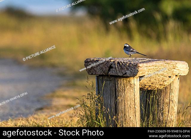 09 June 2023, Schleswig-Holstein, Maasholm: A wagtail sits on a bench in the ""Schleimündung"" nature reserve, the oldest nature reserve in Schleswig-Holstein