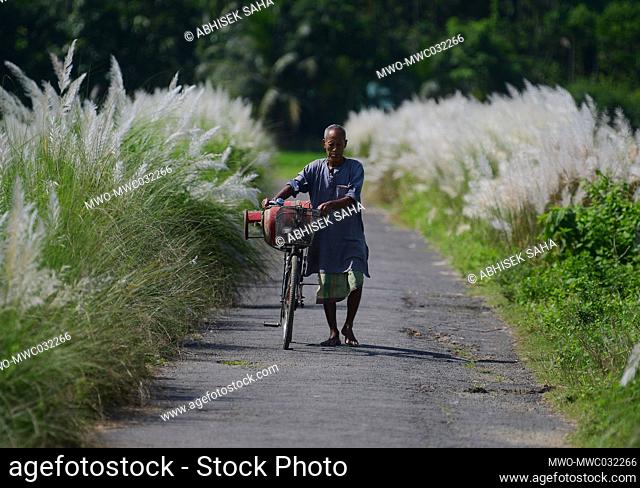 A man with a bicycle surrounded by sugar cane grass. Locally called Kash ful, the grass is native to the Indian subcontinent