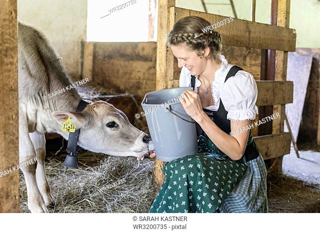 Farmwoman wife with dirndl feeds a calf