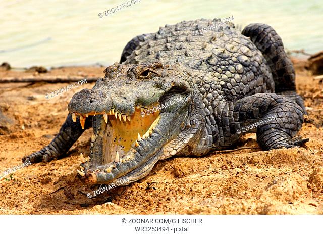Blick in den Rachen eines Nilkrokodil, Crocodylus niloticus, Heilige Krokodile von Bazoule, Burkina Faso / View into the pharynx of a Nile crocodile