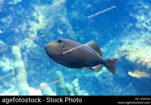 Black triggerfish (Melichthys niger) is a marine fish native to tropical Seas