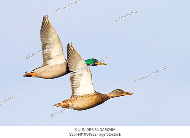 Mallard (Anas acuta), pair in flight