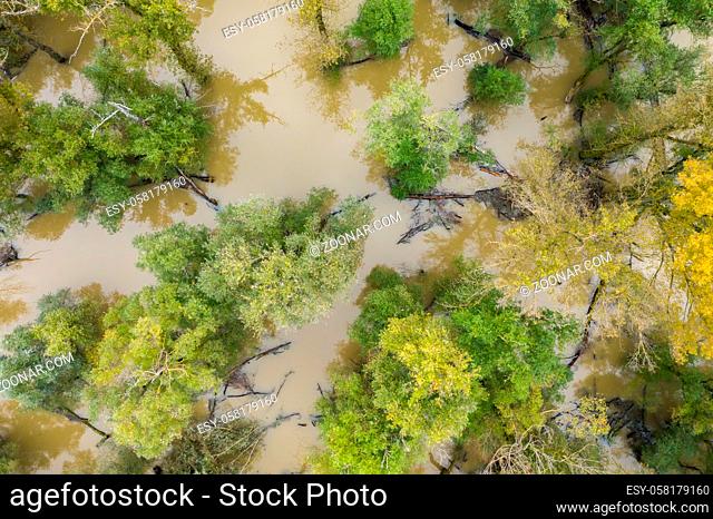 Flood in forest with green and yellow treetops from drone. Summer nature scenery from above with water level rising near river and floating branches and trunks