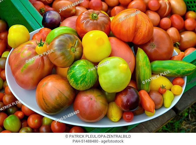 An assortment of tomatoes at Benedicta von Branca's farm Hof am Weinberg in Bornow,  Germany, 27 August 2014. Her customers call her the tomato woman because...