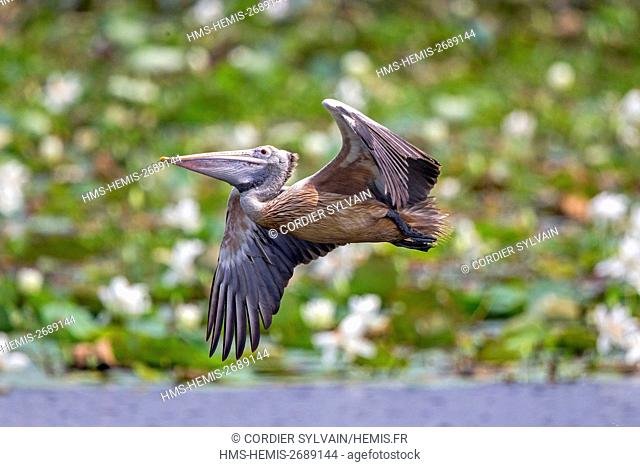 Sri Lanka, Yala national patk, Spot-billed pelican or grey pelican (Pelecanus philippensis), drinking during the flight