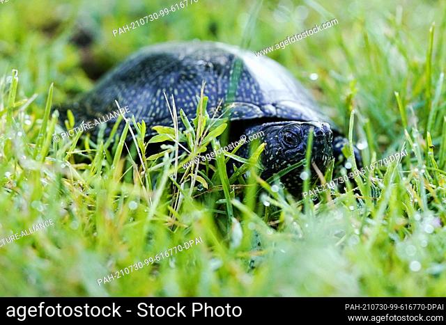 30 July 2021, Rhineland-Palatinate, Neuburg am Rhein: A European pond turtle crawls across a meadow during its reintroduction