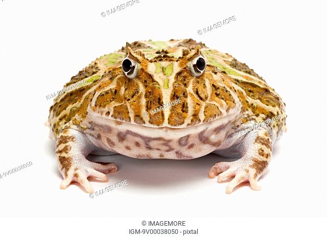 Ornate Horned frog, Cranwell's Horned Frog, Ceratophrys cranwelli