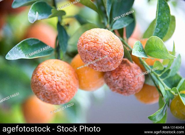 Mandarins on the Hoi An tree, Vietnam
