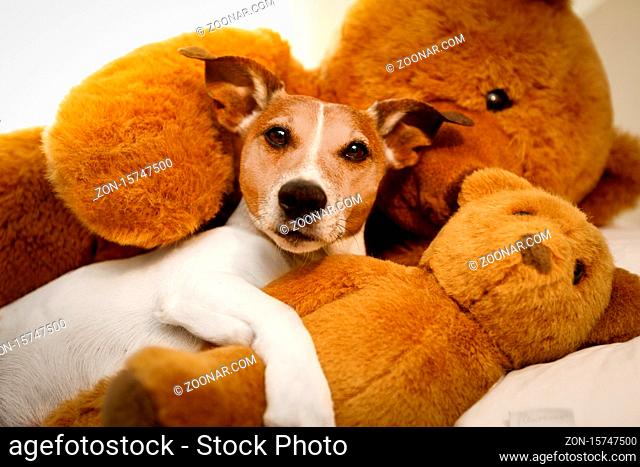 jack russell terrier dog resting having a siesta on his bed with his teddy bear,  tired and sleepy