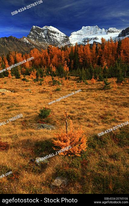 Evening Light on the Golden Larch of Larch Valley on the Valley of Ten Peaks Trail in Banff National Park in Cananda
