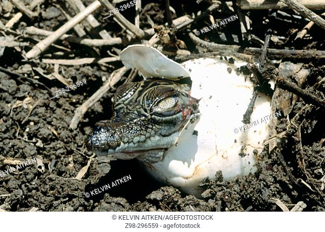 Indopacific or estaurine crocodile (Crocodylus porosus) hatchlings emerging from nest. Tropical India to Vanuatu