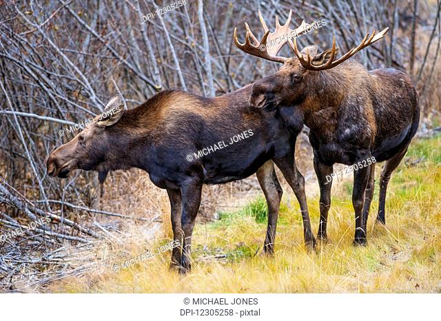 A bull moose in rut with a cow moose in Kincaid Park near the Tony Knowles Coastal Trail, Anchorage Alaska, autumn