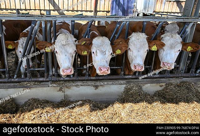 PRODUCTION - 22 August 2023, Baden-Württemberg, Hohenstein: Cows stand in the stables of the Maßhalderbuch state domain, which functions as a branch of the...