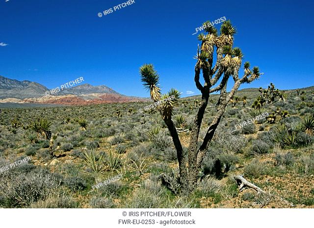 Yucca brevifolia, Joshua tree, Green subject