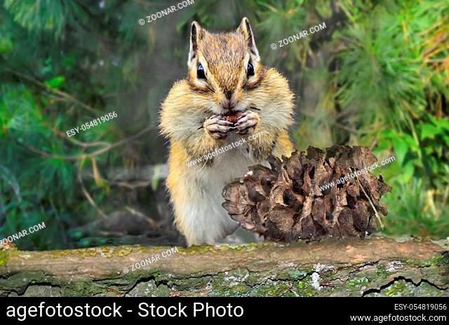 Striped funny chipmunk with full cheeks eating cedar nuts from pine cone on tree trunk and procures food for winter. Portrait of cute rodent close up on blurred...