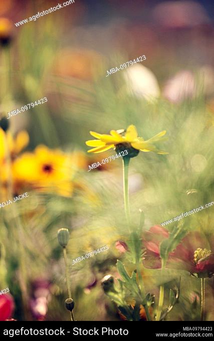 Sun hat in flower meadow, rudbeckia, close-up