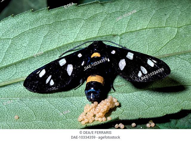 Nine-spotted moth (Syntomis phegea or Amata phegea) with eggs, Arctiidae