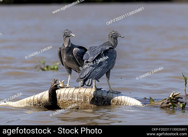 dead cayman and black vulture in tropical Pantanal, Brasil, October 2, 2022. (CTK Photo/Ondrej Zaruba)
