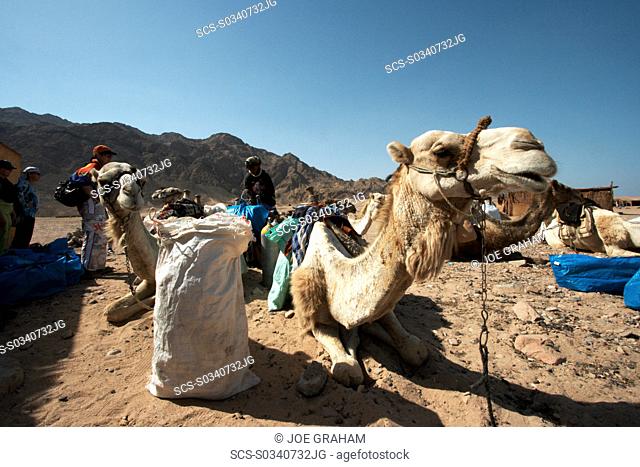 A camel prtrait as it waits quietly to be loaded with dive kit for the return trek to the Blue Hole Ras Abu Galum South Sinai Egypt