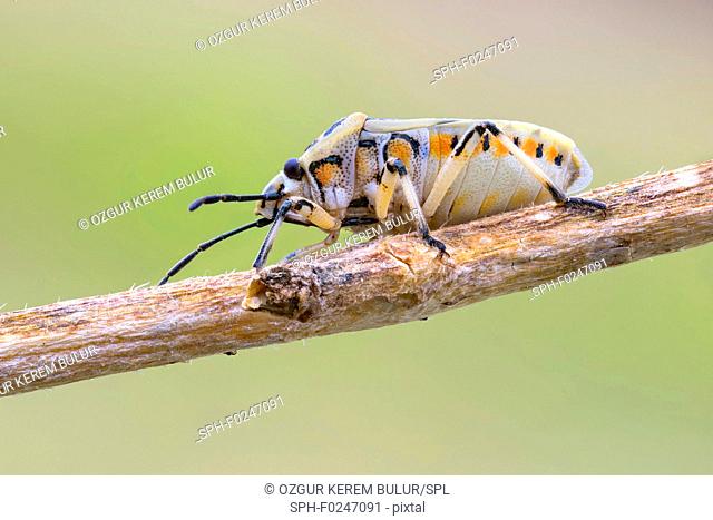 Colourful Harlequin bug (Murgantia histrionica) on a thin branch