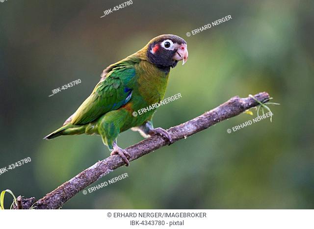 Brown-hooded Parrot (Pyrilia haematotis) perched on a tree branch, male, Heredia Province, Costa Rica