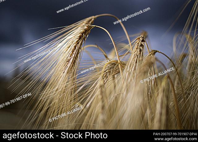 07 July 2020, Saxony, Dresden: Barley ears stand on a field near Dresden. Photo: Robert Michael/dpa-Zentralbild/ZB. - Dresden/Saxony/Germany