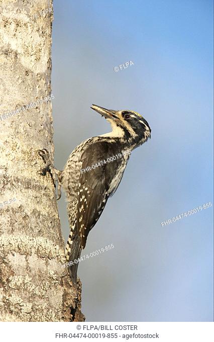 Three-toed Woodpecker Picoides tridactylus adult male, with food in beak, at nesthole in tree trunk, Oulu Region, Finland