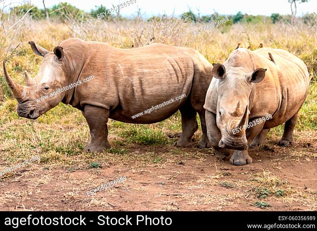 White rhinoceros or square-lipped rhinoceros is the largest extant species of rhinoceros. South Africa and Swaziland