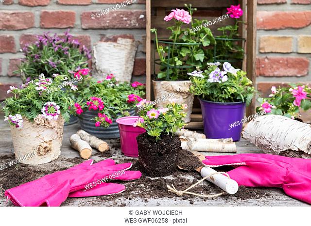 Flowers in pots and gardening gloves