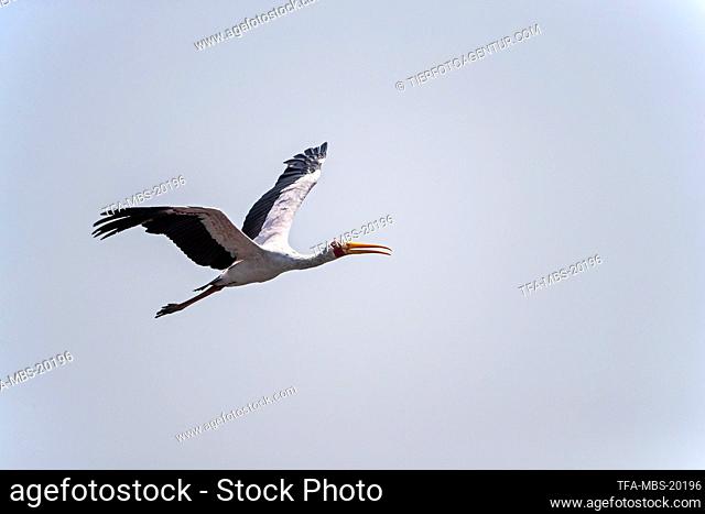 flying Yellow-billed Stork