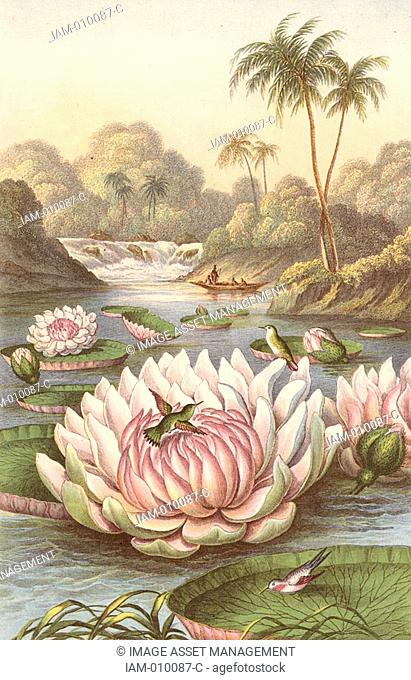 Victoria Regia, the giant South American waterlily discovered by Robert Hermann Schomburgk 1804-1865, British traveller and explorer