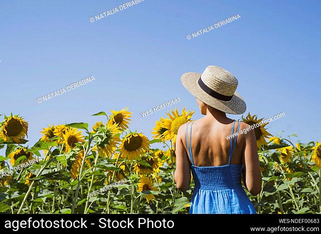 Woman in blue dress looking at sunflowers in field