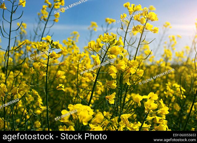 Blooming Canola field summer time. Closeup view at flovers