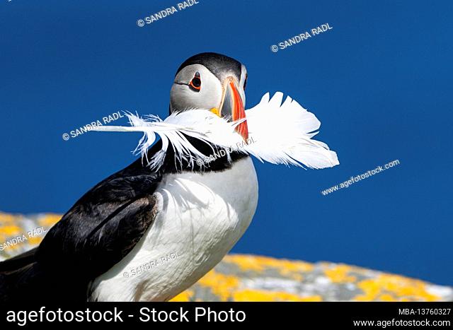 Atlantic Puffin with feathers in its beak, Isle of Noss, Scotland, Shetland Islands