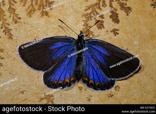Reverdin's (Plebejus argyrognomon) blue, female