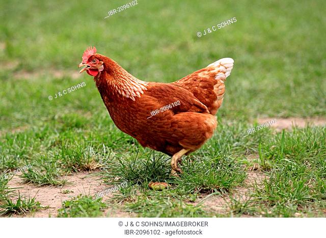 Domestic fowl (Gallus gallus), hen, free range chicken, calling, running, Germany, Europe