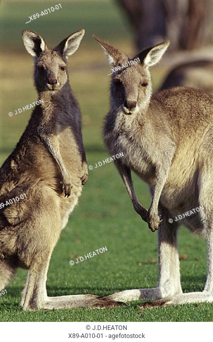 Australia, Kangaroos