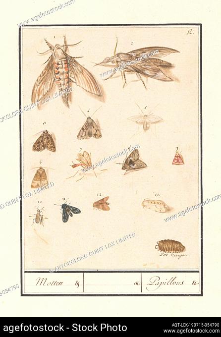 Moths and moths, Moths. / Papillons (title on object), Leaf with thirteen insects, mostly moths and moths and a single beetle and mosquito, numbered 1-13