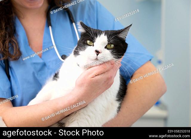 Close up female doctor veterinarian is holding a cute white cat on hands at vet clinic. High quality photo