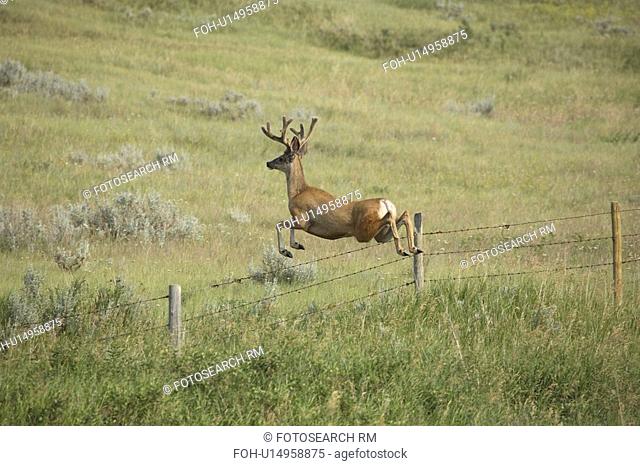 leaping, deer, antlers, large, buck, mule