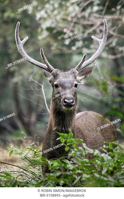 Sambar deer (Rusa unicolor), stag