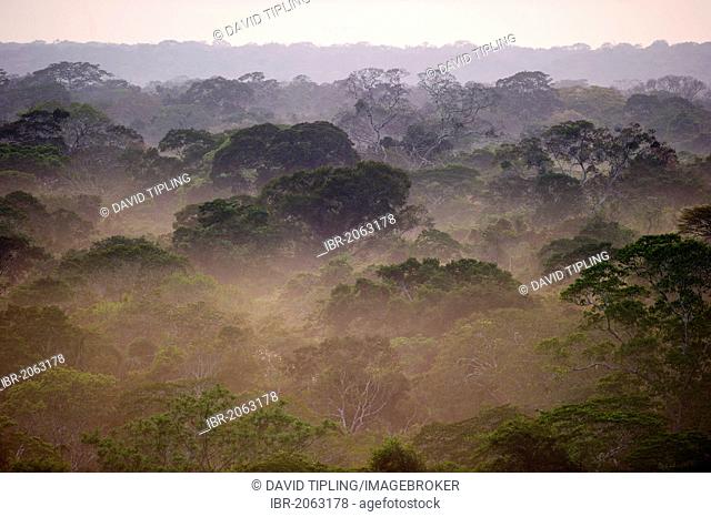 Primary lowland tropical rainforest at dawn, Tambopata, Amazon, Peru, South America