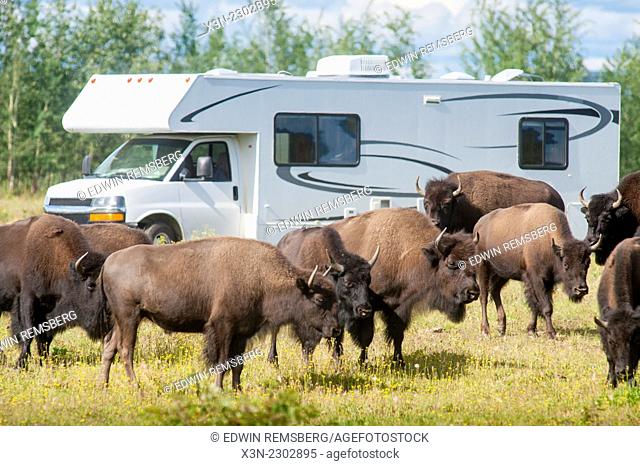 Herd of Bison (Bison Bison) (American Buffalo) grazing field in front of RV in Alaska