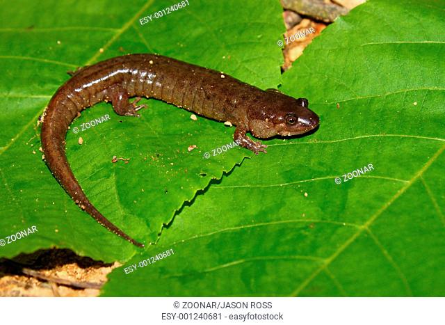 Dusky Salamander Desmognathus conanti