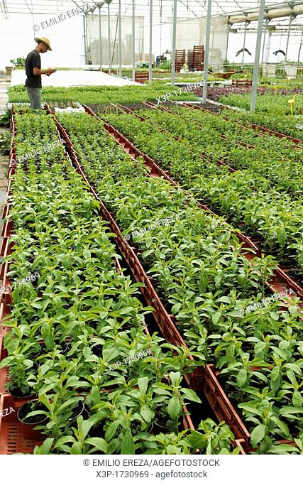 Production of sweet plant, Stevia rebaudiana for sale  Balaguer, Lleida, Catalonia, Spain