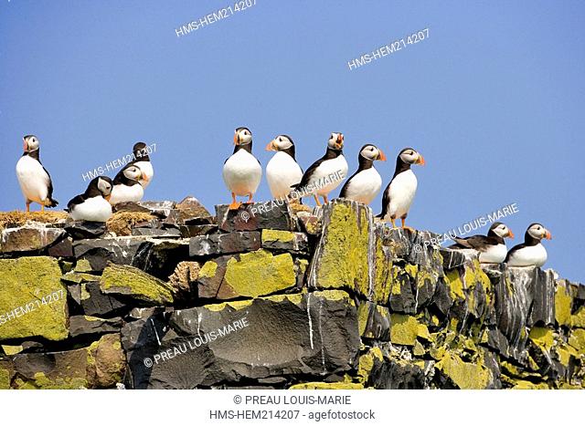 United Kingdom, Scotland, Farne islands, Atlantic Puffins Fratercula arctica, auks