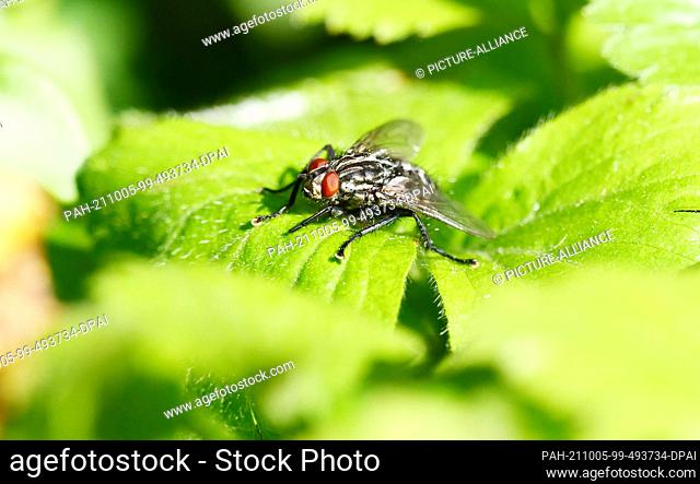 29 May 2021, Berlin: 29.05.2021, Berlin. A common house fly (Musca domestica) sits on a leaf . Photo: Wolfram Steinberg/dpa Photo: Wolfram Steinberg/dpa