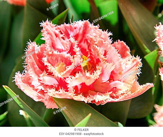 Terry fringed pink tulip. Pink tulip fringed with white ragged edges, Terry red colored tulip, close up image