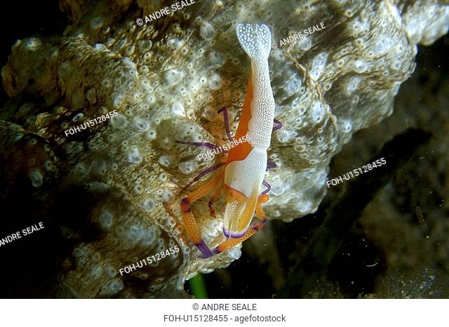 Emperor shrimp, Periclimenes imperator, on synaptid sea cucumber, Masaplod, Negros, Philippines